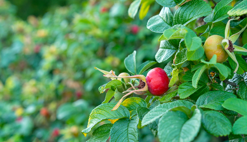 How To Use Rosehip Oil On Your Face Properly